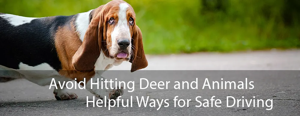 Avoid Hitting Deer and other Animals on Road